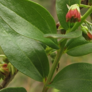 Photographie n°29885 du taxon Coriaria myrtifolia L.