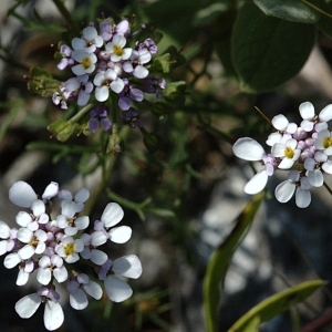 Photographie n°29910 du taxon Iberis pinnata L. [1755]