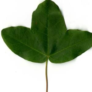 Photographie n°29950 du taxon Acer monspessulanum L.