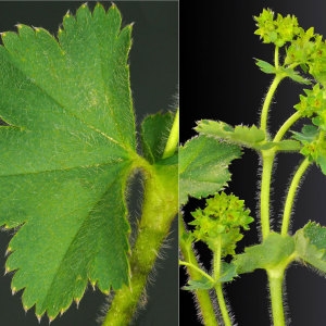  - Alchemilla glaucescens Wallr. [1840]