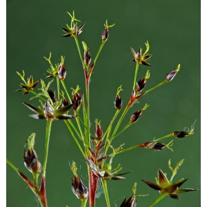Luzula sylvatica subsp. sieberi (Tausch) K.Richt. (Luzule de Sieber)