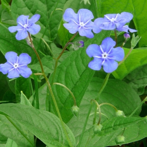 Omphalodes verna Moench (Omphalodès)