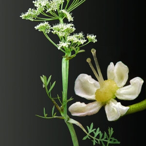 Pimpinella saxifraga L. (Boucage saxifrage)