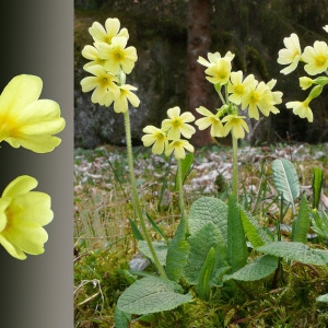  - Primula elatior subsp. elatior