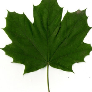 Photographie n°30076 du taxon Acer platanoides L.