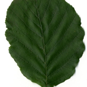 Photographie n°30082 du taxon Alnus glutinosa (L.) Gaertn.