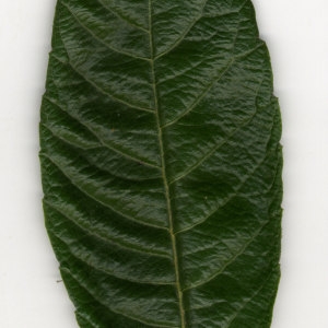Photographie n°30149 du taxon Eriobotrya japonica (Thunb.) Lindl. [1821]