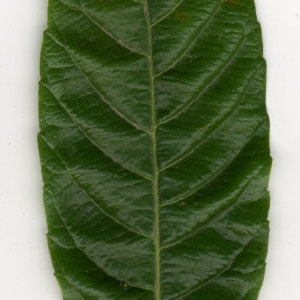 Photographie n°30159 du taxon Eriobotrya japonica (Thunb.) Lindl. [1821]