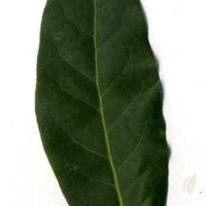 Photographie n°30229 du taxon Laurus nobilis L. [1753]