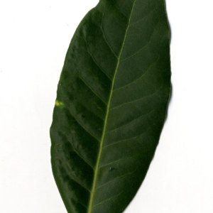 Photographie n°30230 du taxon Laurus nobilis L. [1753]