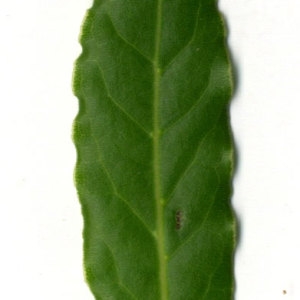 Photographie n°30231 du taxon Laurus nobilis L. [1753]