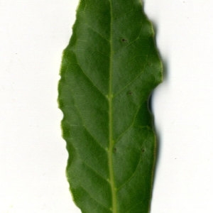 Photographie n°30232 du taxon Laurus nobilis L. [1753]