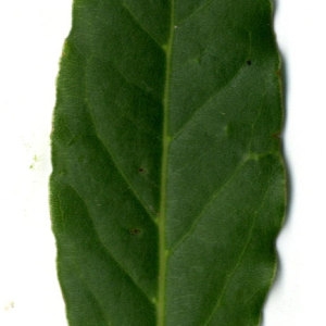 Photographie n°30238 du taxon Laurus nobilis L. [1753]