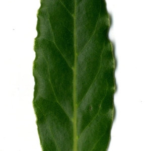 Photographie n°30239 du taxon Laurus nobilis L. [1753]