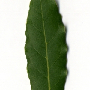 Photographie n°30243 du taxon Laurus nobilis L. [1753]