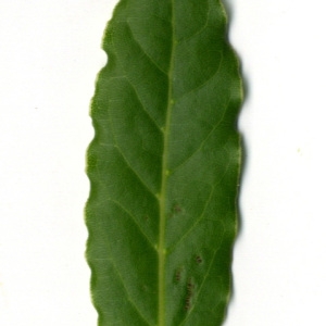 Photographie n°30244 du taxon Laurus nobilis L. [1753]