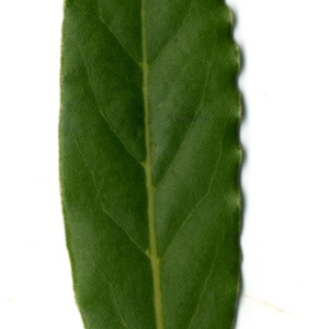 Photographie n°30245 du taxon Laurus nobilis L. [1753]