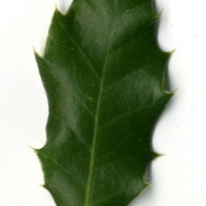 Photographie n°30303 du taxon Quercus coccifera L. [1753]