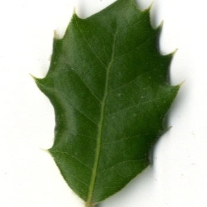 Photographie n°30304 du taxon Quercus coccifera L. [1753]