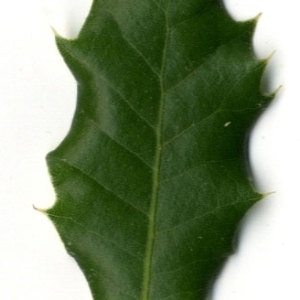 Photographie n°30305 du taxon Quercus coccifera L. [1753]