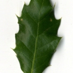 Photographie n°30307 du taxon Quercus coccifera L. [1753]