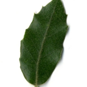 Photographie n°30310 du taxon Quercus ilex L. [1753]