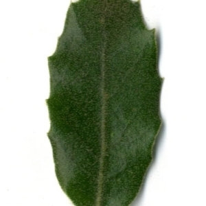 Photographie n°30311 du taxon Quercus ilex L. [1753]