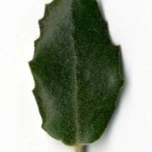 Photographie n°30319 du taxon Quercus ilex L. [1753]
