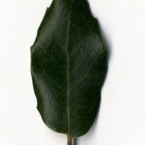 Photographie n°30320 du taxon Quercus ilex L. [1753]
