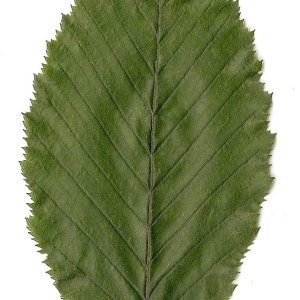 Photographie n°30535 du taxon Carpinus betulus L. [1753]
