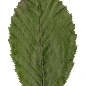 Photographie n°30536 du taxon Carpinus betulus L. [1753]