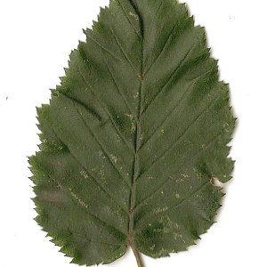 Photographie n°30538 du taxon Carpinus betulus L. [1753]