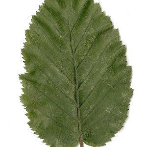 Photographie n°30539 du taxon Carpinus betulus L. [1753]