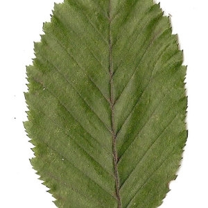 Photographie n°30540 du taxon Carpinus betulus L. [1753]