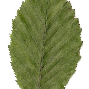 Photographie n°30541 du taxon Carpinus betulus L. [1753]