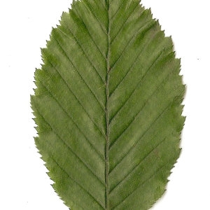 Photographie n°30543 du taxon Carpinus betulus L. [1753]