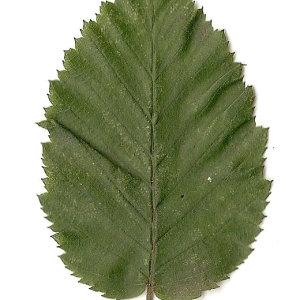 Photographie n°30544 du taxon Carpinus betulus L. [1753]