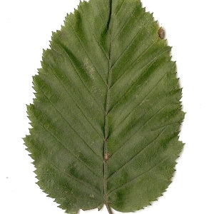 Photographie n°30545 du taxon Carpinus betulus L. [1753]