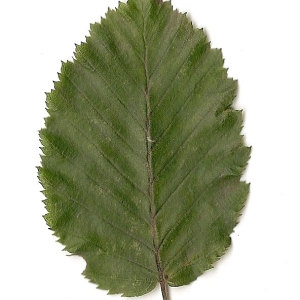 Photographie n°30546 du taxon Carpinus betulus L. [1753]