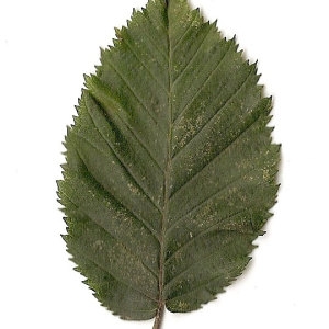 Photographie n°30547 du taxon Carpinus betulus L. [1753]