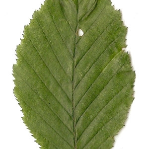 Photographie n°30548 du taxon Carpinus betulus L. [1753]