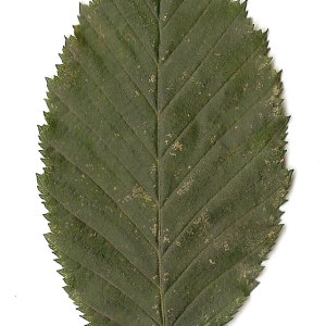 Photographie n°30550 du taxon Carpinus betulus L. [1753]