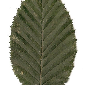 Photographie n°30551 du taxon Carpinus betulus L. [1753]