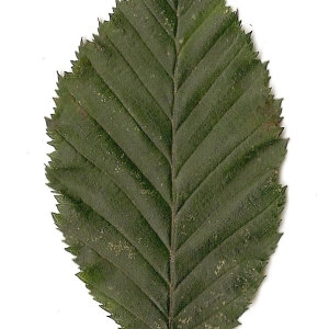 Photographie n°30554 du taxon Carpinus betulus L. [1753]