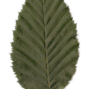 Photographie n°30555 du taxon Carpinus betulus L. [1753]