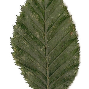 Photographie n°30557 du taxon Carpinus betulus L. [1753]