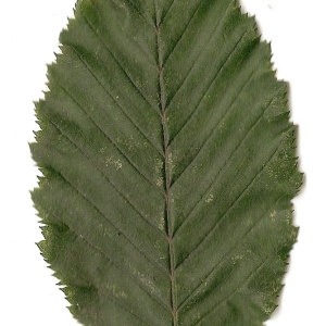 Photographie n°30558 du taxon Carpinus betulus L. [1753]
