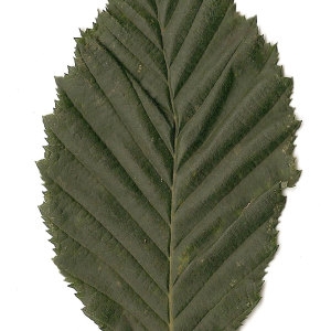 Photographie n°30559 du taxon Carpinus betulus L. [1753]