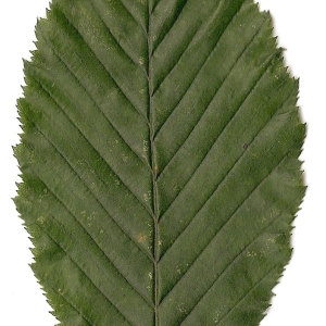 Photographie n°30561 du taxon Carpinus betulus L. [1753]