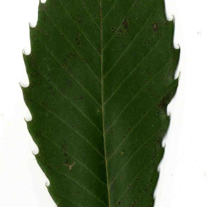 Photographie n°30569 du taxon Castanea sativa Mill.